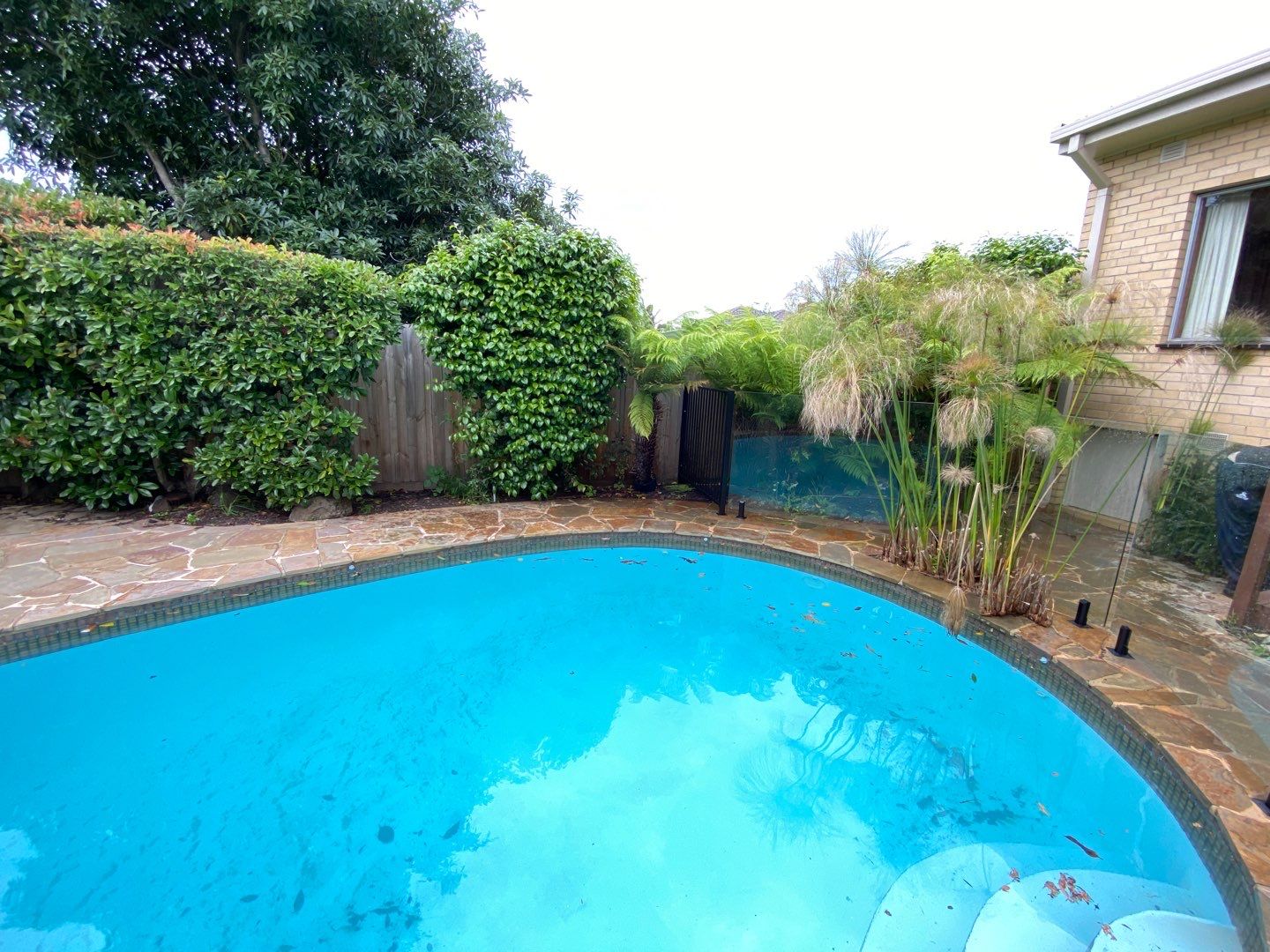 Glass Pool Fencing Ashburton 4